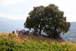 Corse