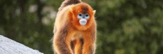ZooParc de Beauval 