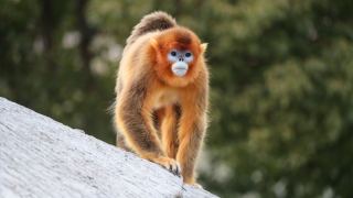 ZooParc de Beauval 