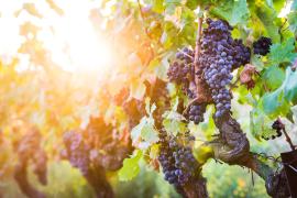 vignoble francais