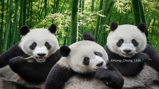 panda