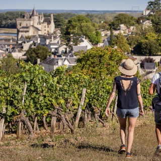 Vignes en Anjou