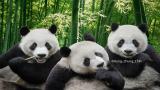 panda